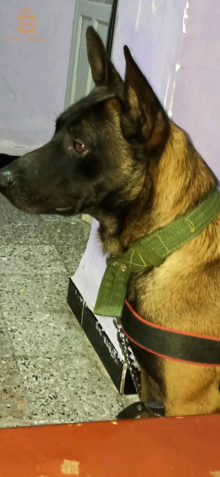 malinois charbonnè