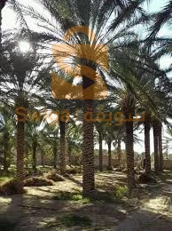 للبيع جنانات نخيل دقلة نور بضواحي ولاية بسكرة لغروس طولقة فوغالة....الخ