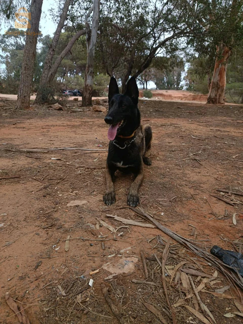 Mal malinoi b carné de vaccin dressage :
1_aci 2_couche 3_pas bougé 4_ mort 5_attention 6_attaque 7_deux pat 8_aboi 9_cherche _10_ garde 11_ zigzag 12_milieu avons arrière 13_marche ou pied 14_marche entre pied 15_ Lâche 16_pas touché 17_Non 18_marche arrière
19 _ Lagarde mettre aci Aboi 20_ couché Aboi 21_ 2 pat Aboi