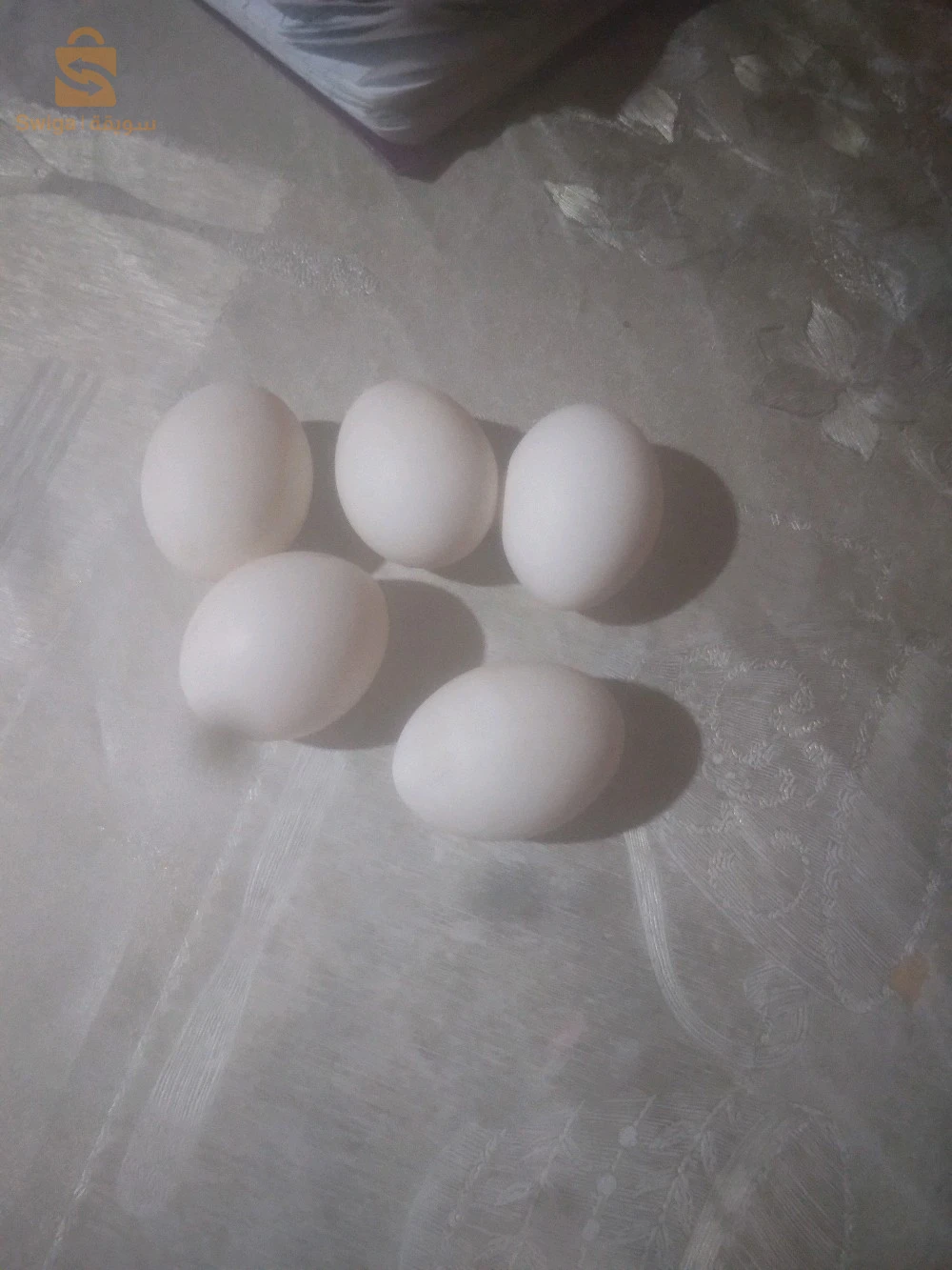بيض دجاج الصيني شناوا