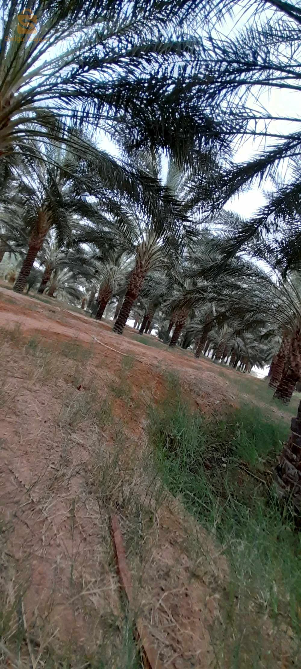 سلام عليكم 
اعلان عن بيع قطعة ارض فلاحية بعقد ملكية تبتعد عن طريق ولائي اولاد جلال ليوة.. بسكرة حوالي 1000 متر بمنطقة ذراع رمل بلدية دوسن 
_ مساحة فارغة 8 هكتارات 
مساحة مغروسة 👇
_ توجد فيها حوالي 250 نخلة تقطع (واجدة) 
_ توجد فيها حوالي 270 جبارة يترواح عمرها مابين عامين ونصف الى ثلاثة 
_توجد فيها كهرباء 
_يوجد فيها بئر ارتوازي عمق 100 متر
_ يوجد فيها بئر اخر (فوراج اناب) عمق 480 متر 
_يوجد فيها منزلين منزل جاهز و اخرى غير جاهزة 
مهتم يتصل 0553089411
_ لا ارد على تعليق من فضلكم