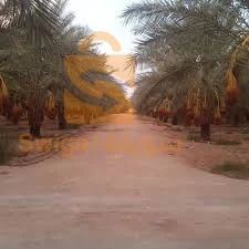 للبيع جنانات نخيل دقلة نور بضواحي ولاية بسكرة لغروس طولقة فوغالة....الخ