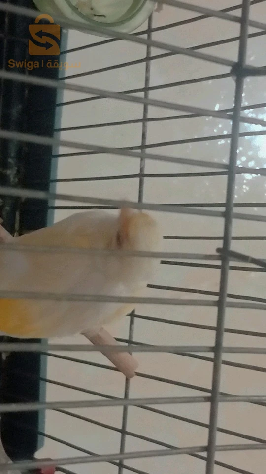 فومالا كاناري زيو Rouge 
واحدة راني عيانا شويا 
سلوم نبيعلك
0556558212