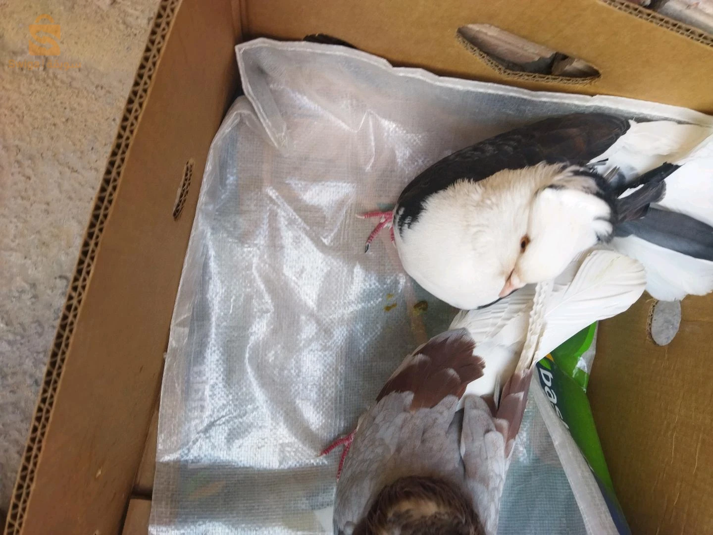 حمام صاتيني