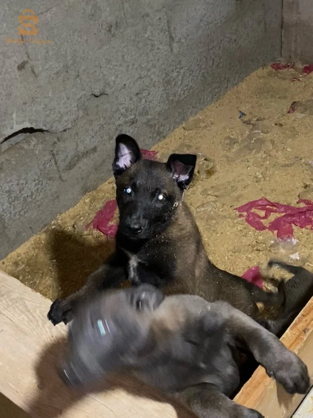 chien malinois charbonne