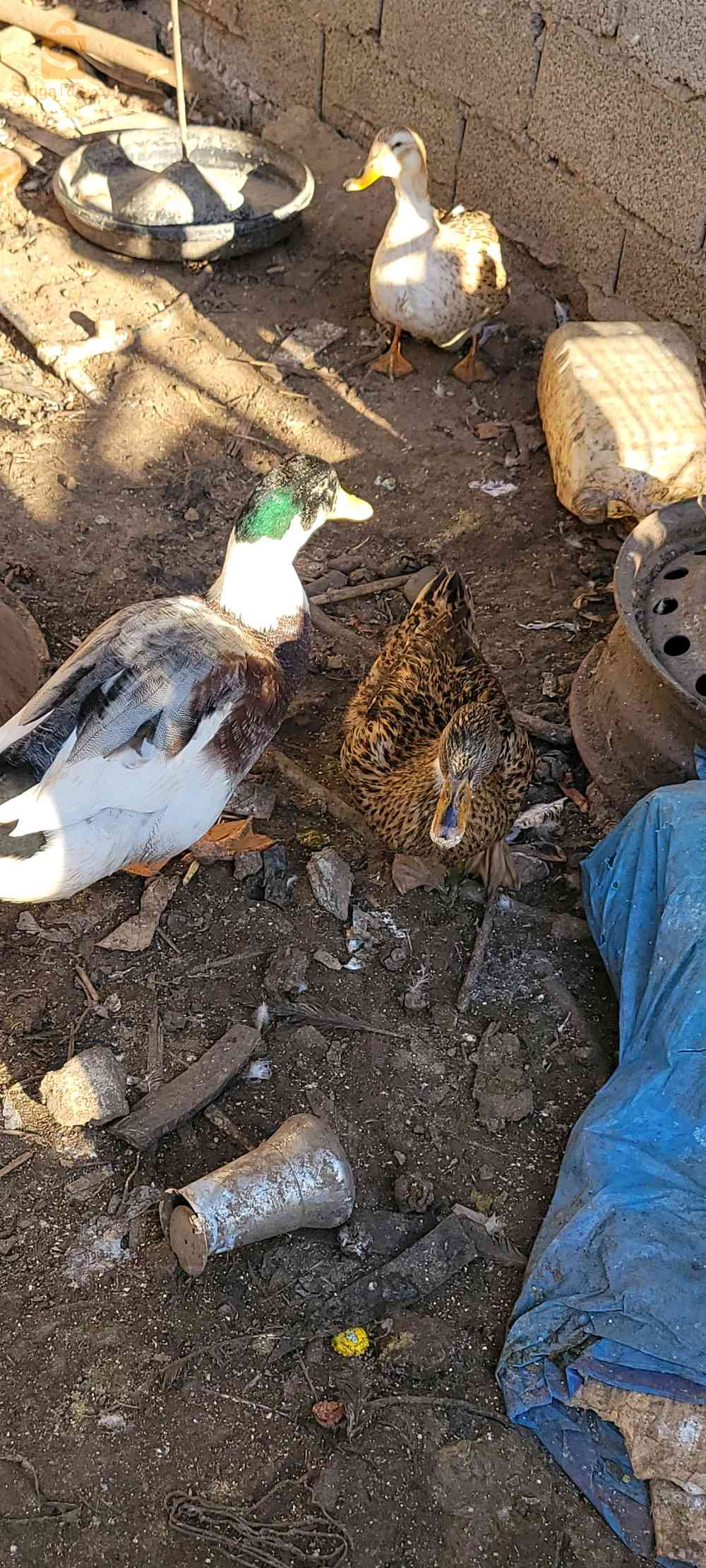 لي محتاج مرحبا