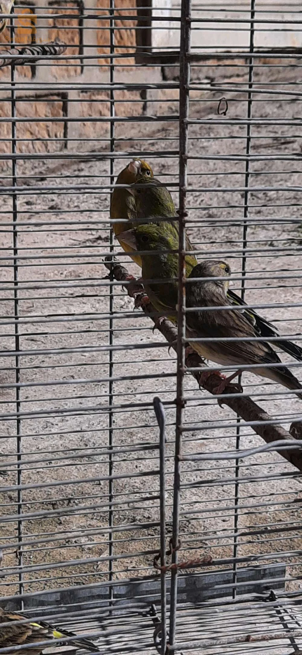 Des oiseaux à vendre