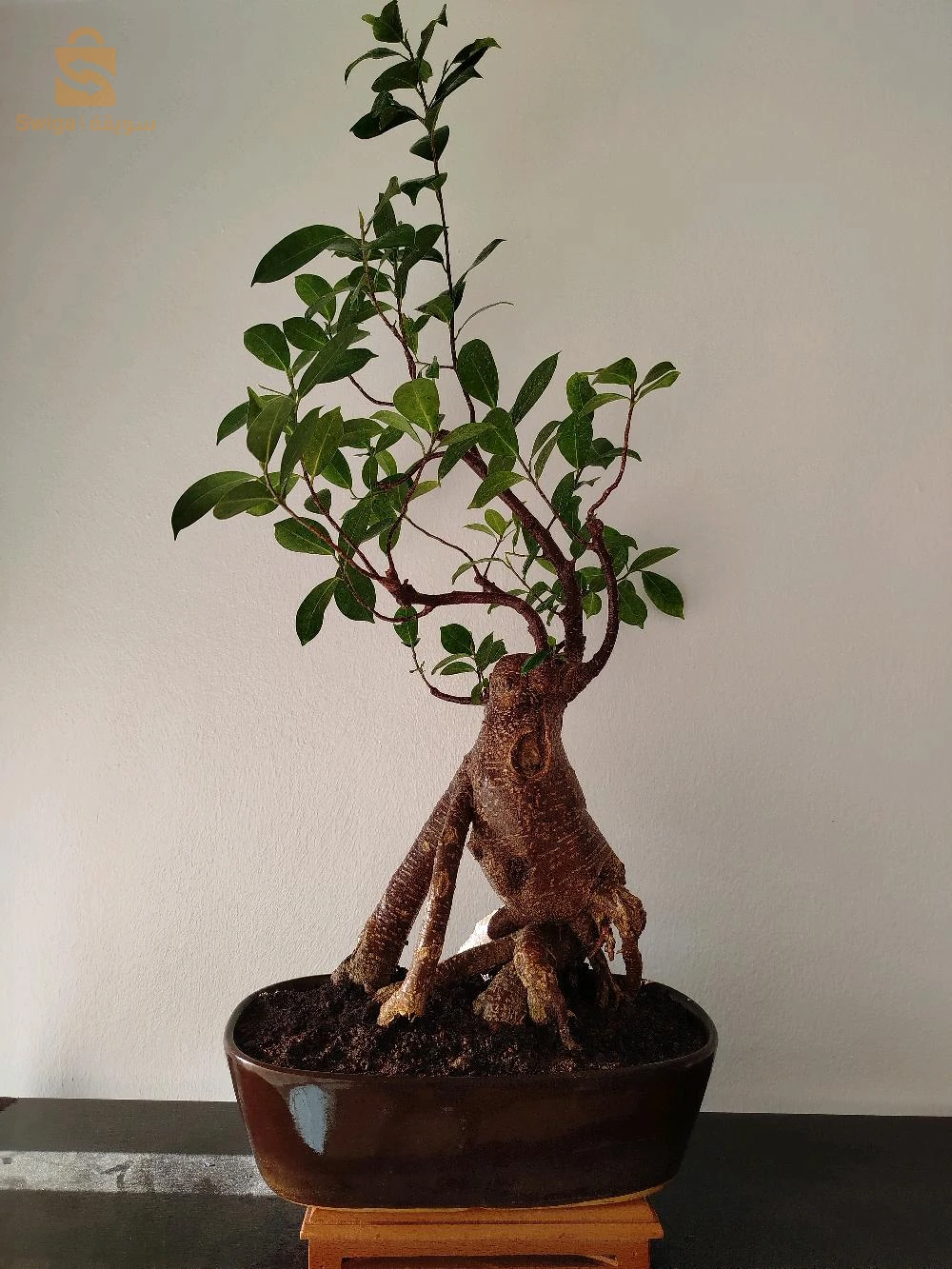 bonsaï ficus 20 ans d'âge