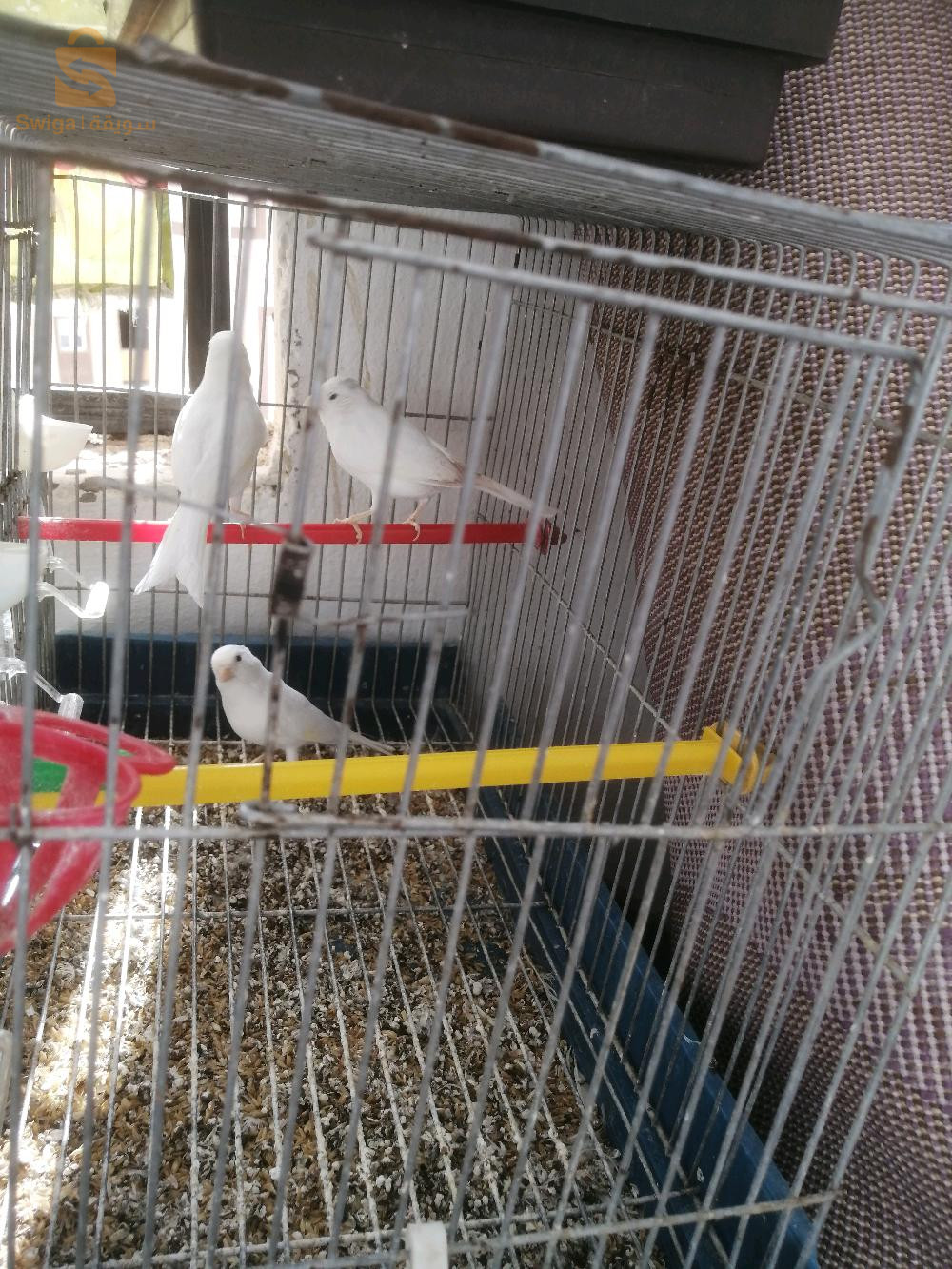 عصافير كناري اوردينال جاهزة للتزاوج