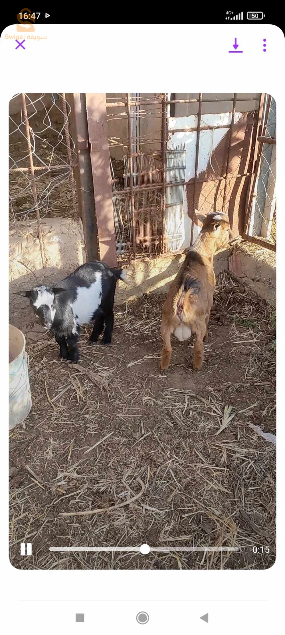 ماعز قزم