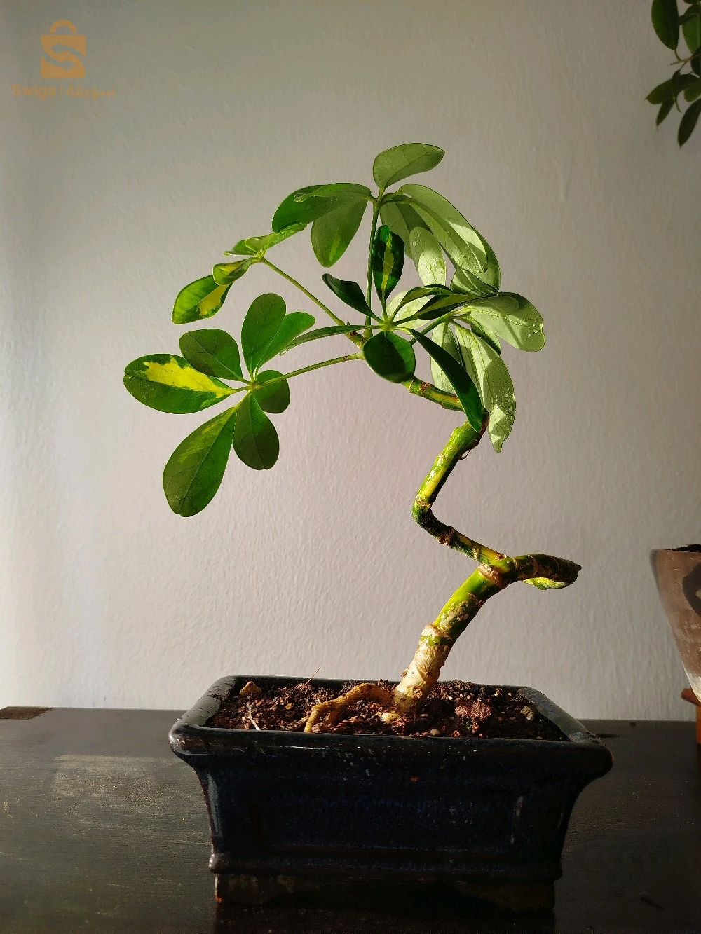 bonsaï