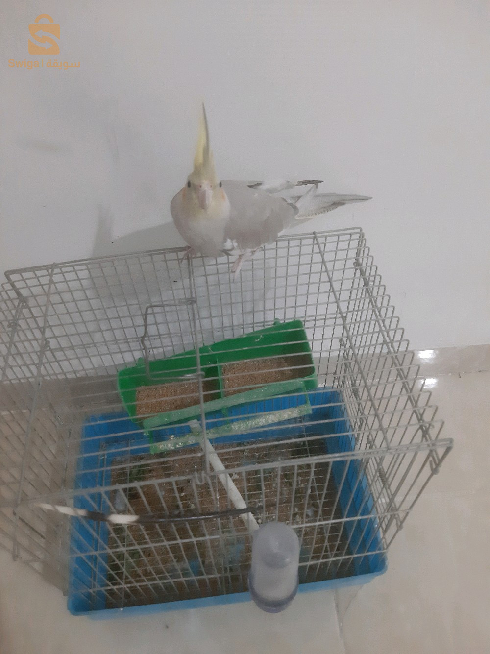 للبيع