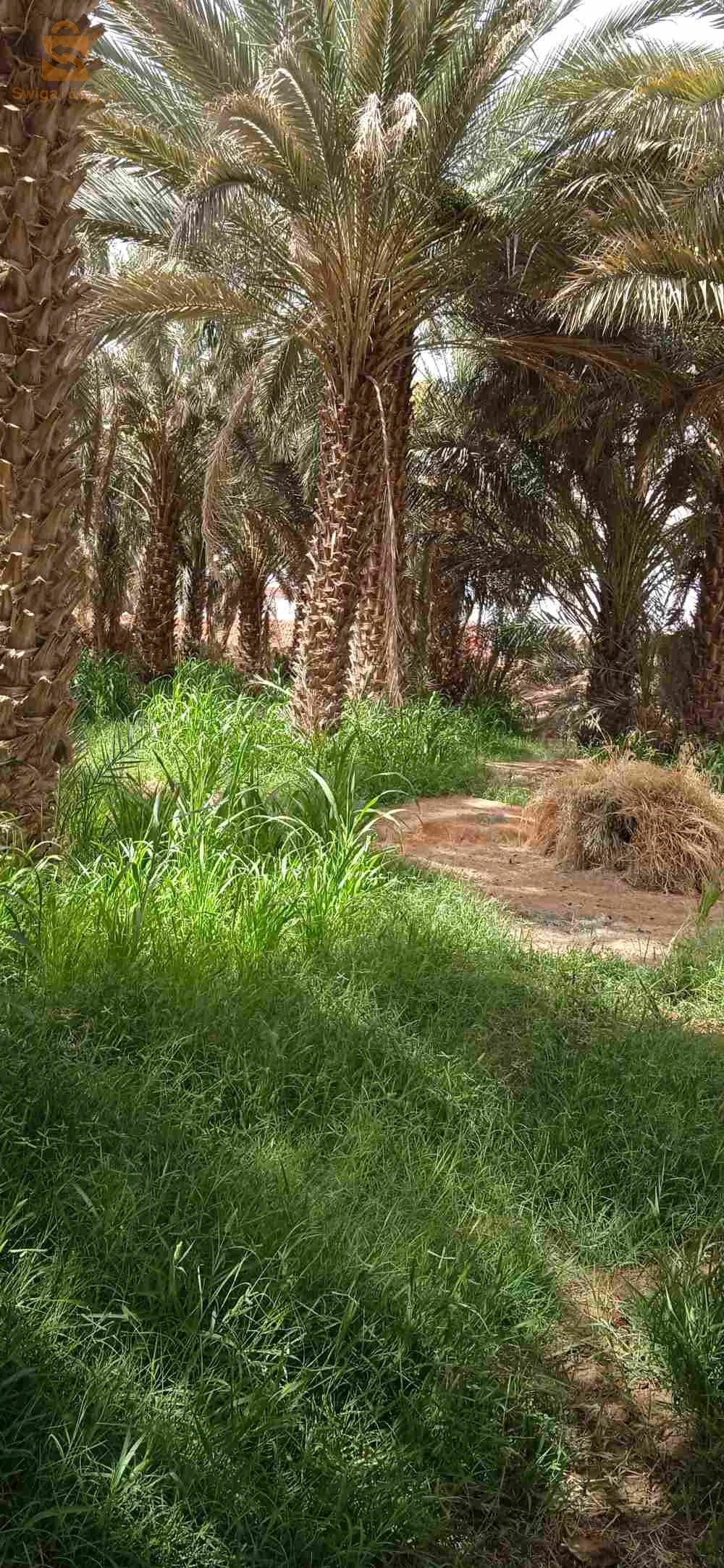 حديقة نخيل