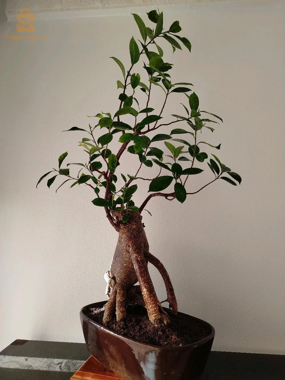 bonsaï ficus 20 ans d'âge