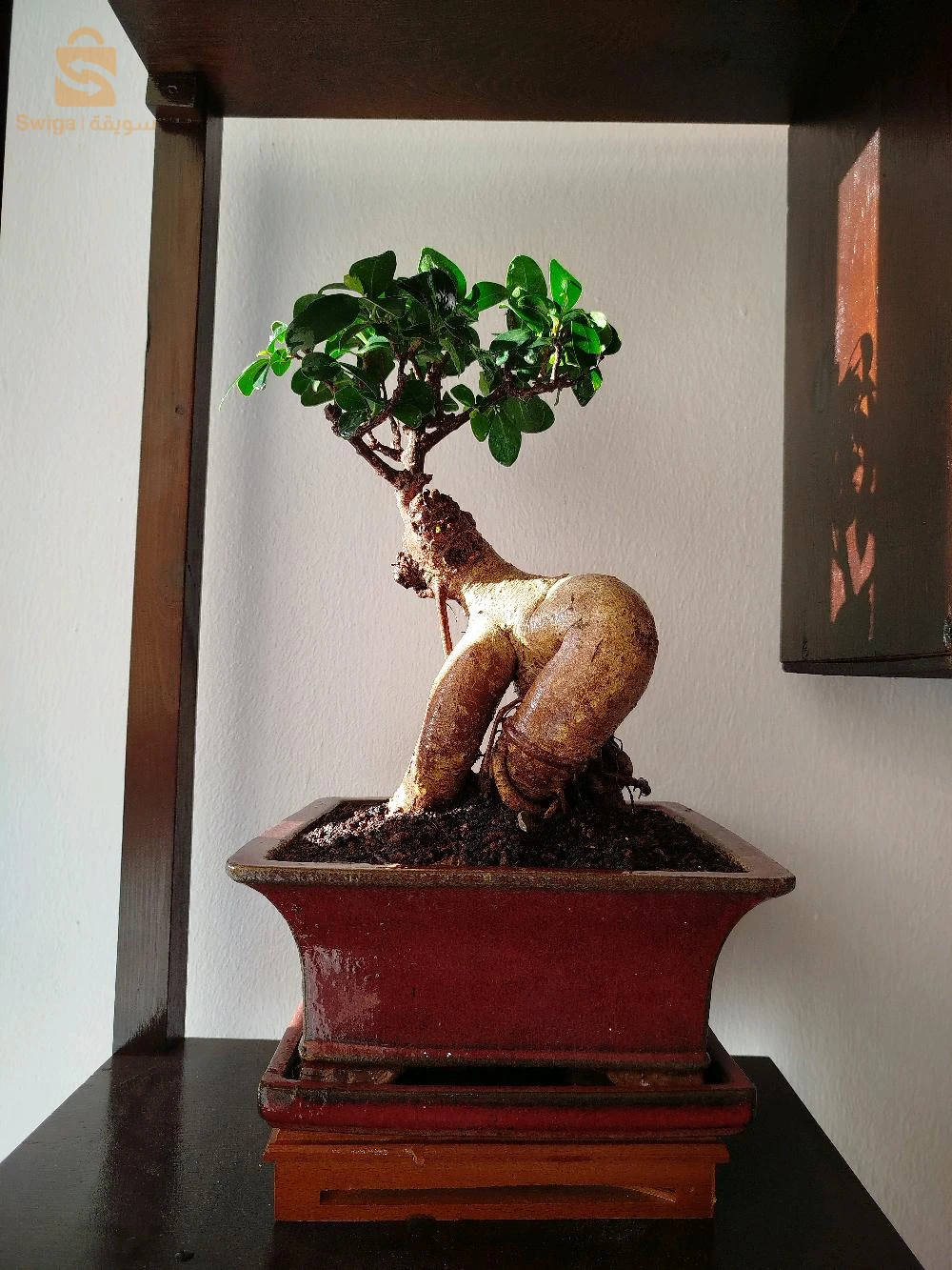 bonsaï ficus ginseng