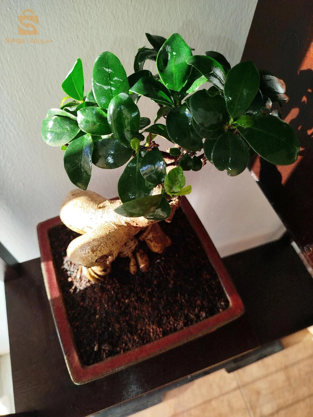 bonsaï ficus ginseng