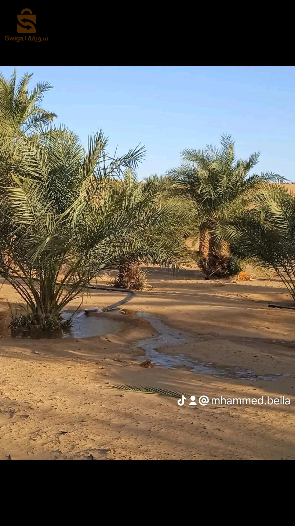 حديقة نخيل