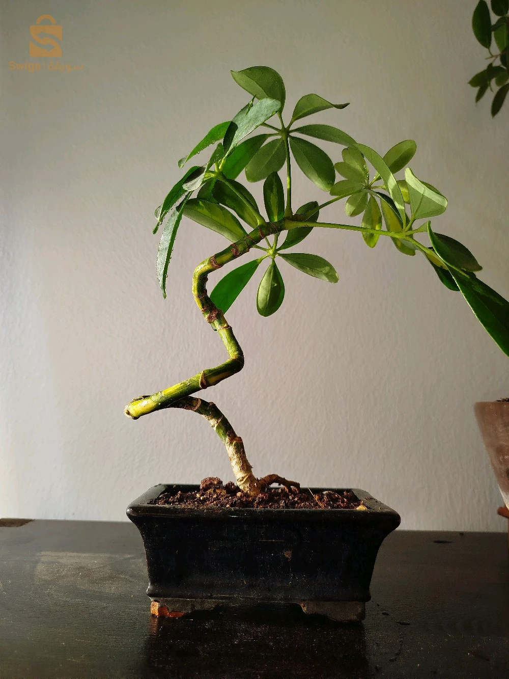 bonsaï