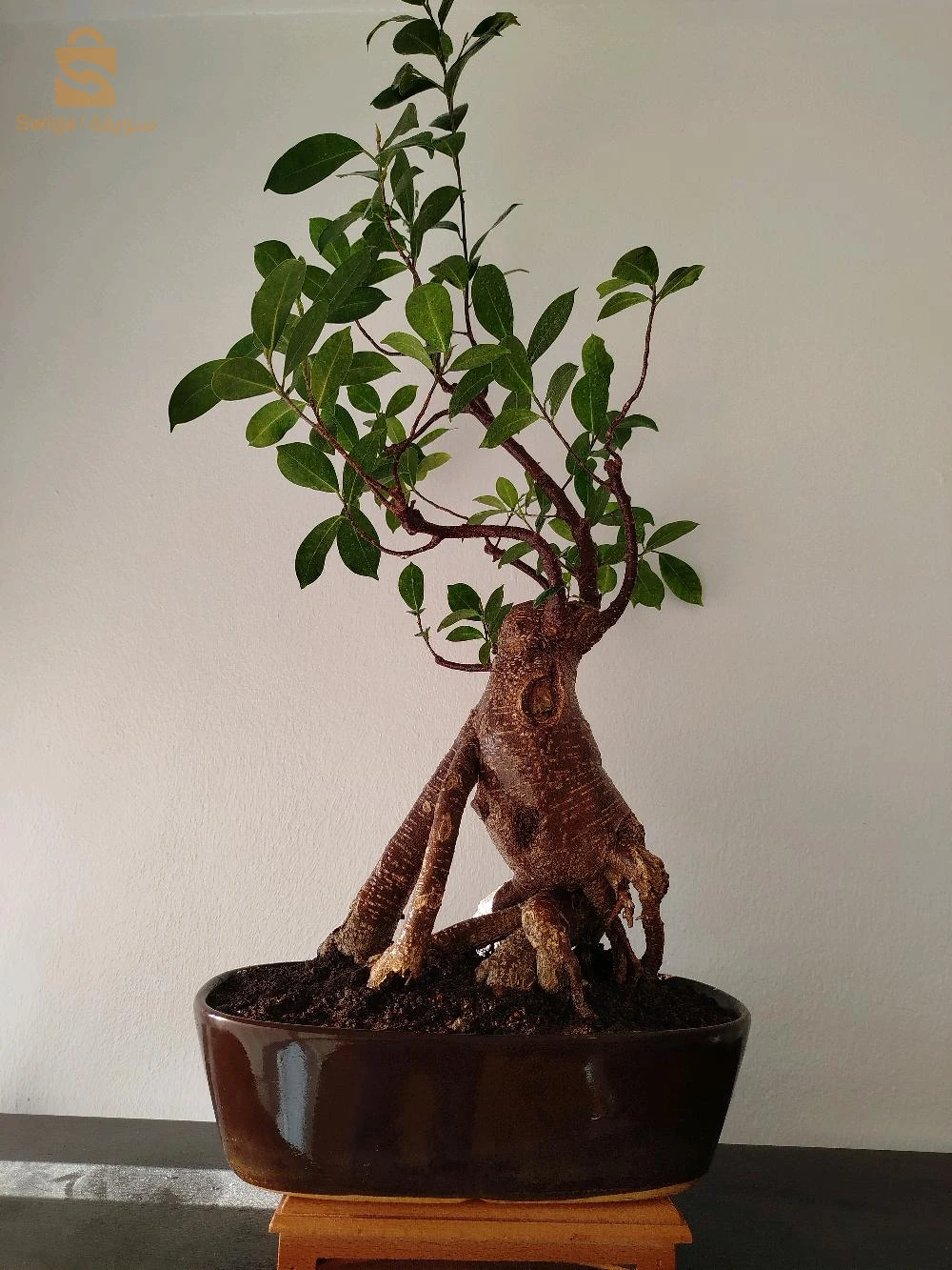 bonsaï ficus 20 ans d'âge