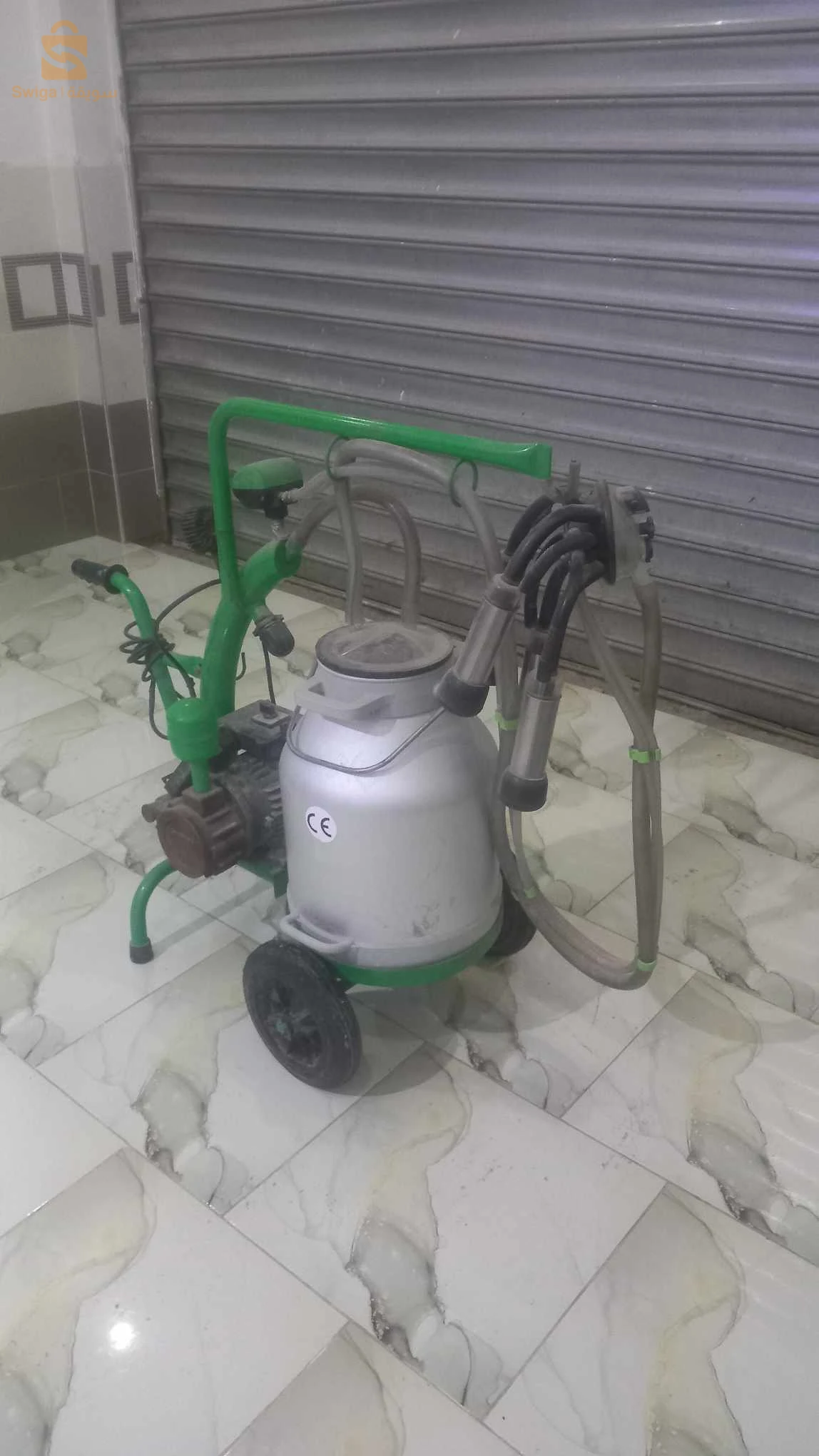 حلابة بقر