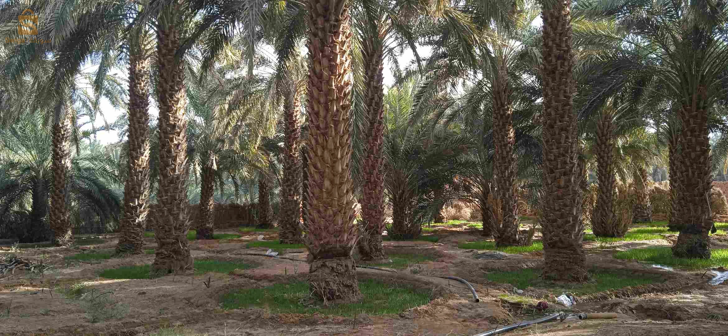 حديقة نخيل
