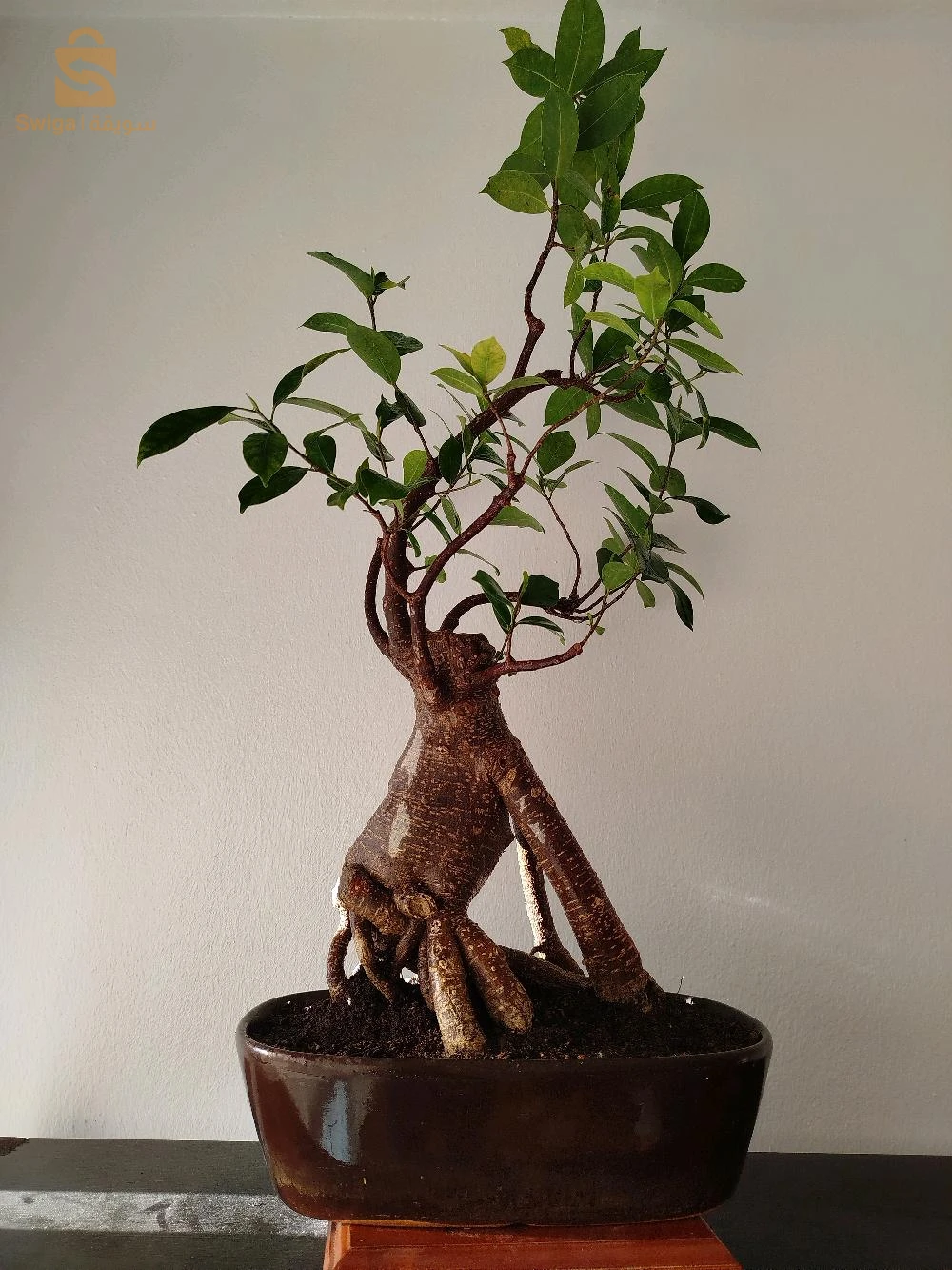 bonsaï ficus 20 ans d'âge