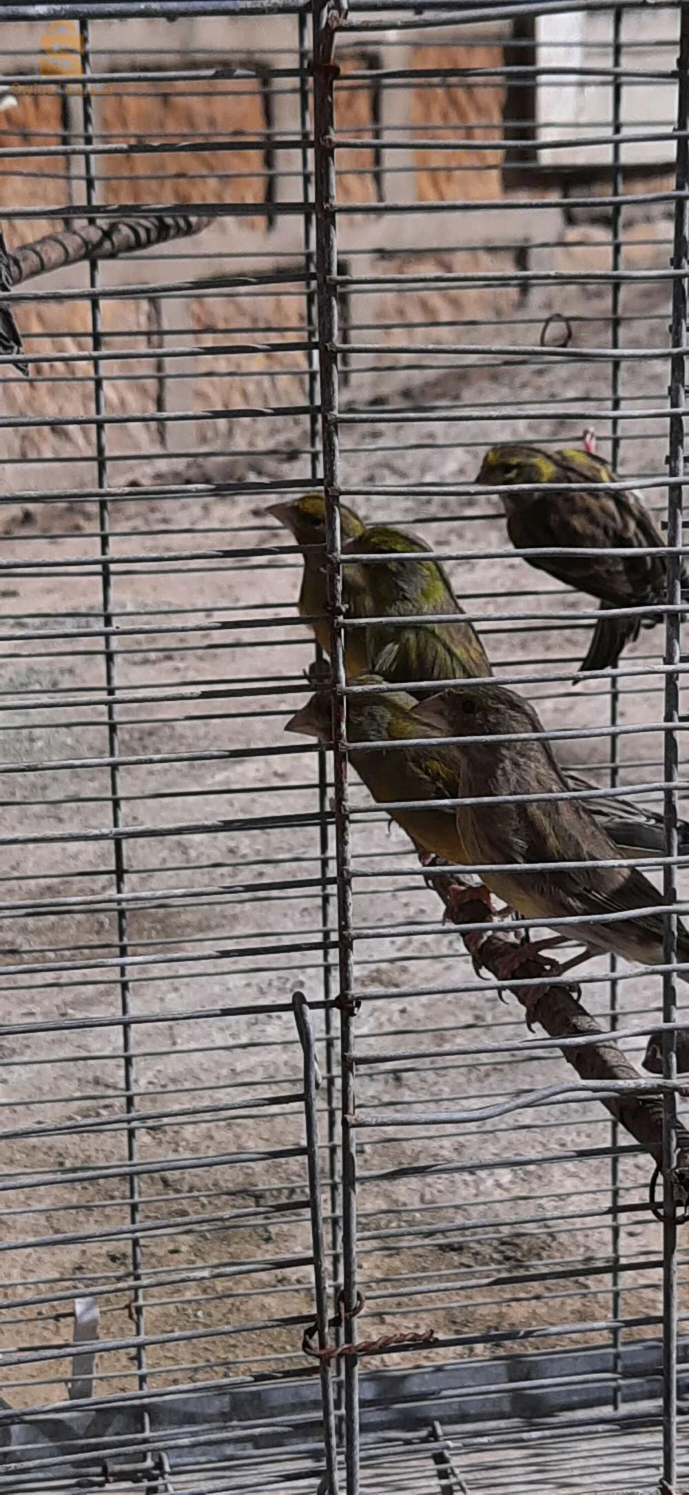 Des oiseaux à vendre
