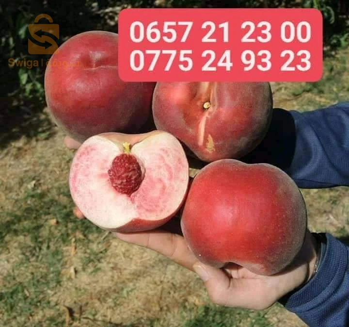 أشجار مثمرة