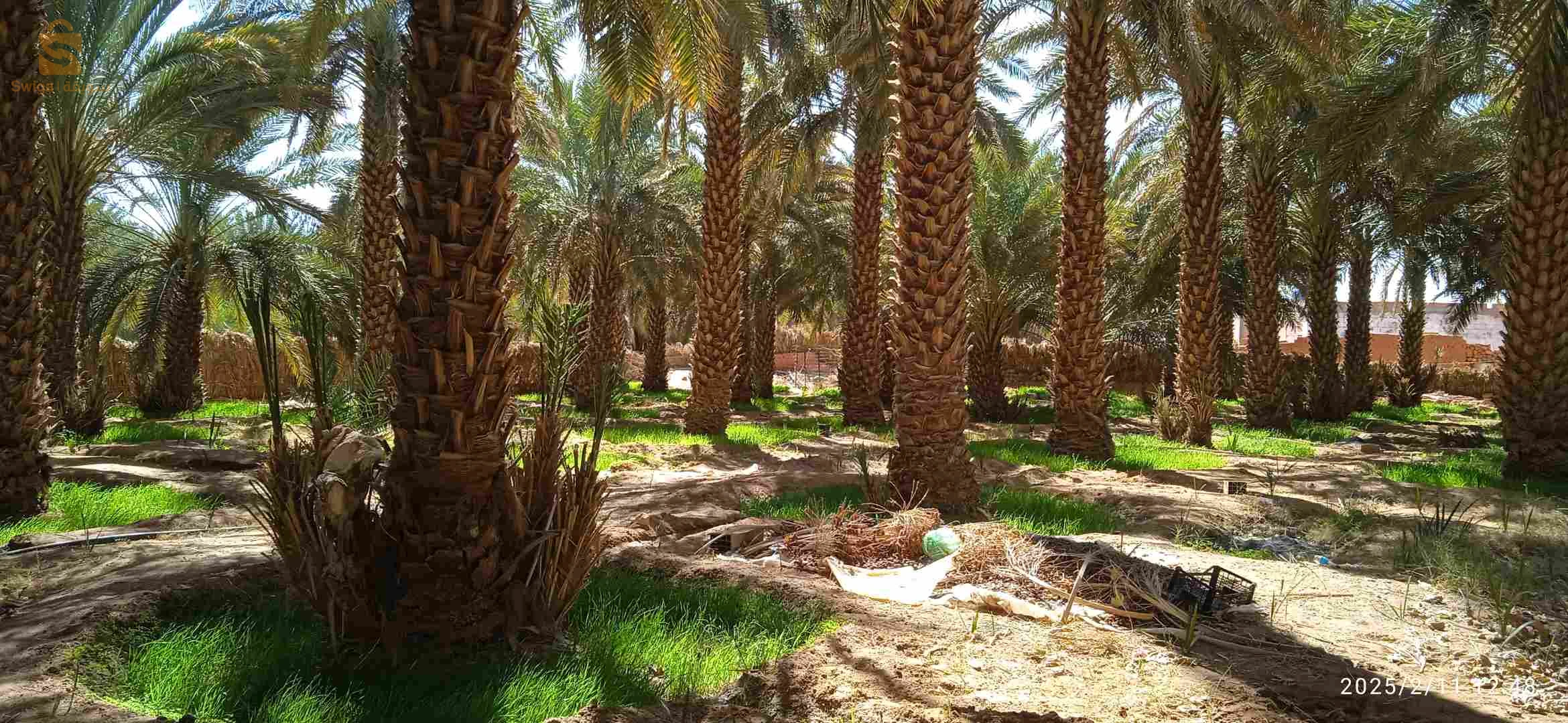 حديقة نخيل