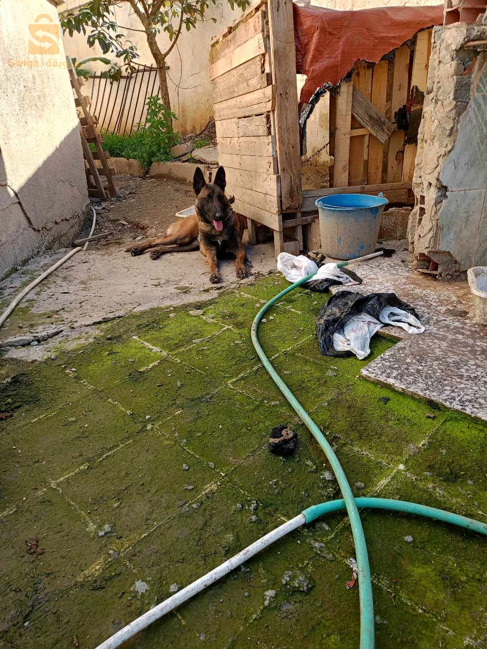 كلبة مالينوا