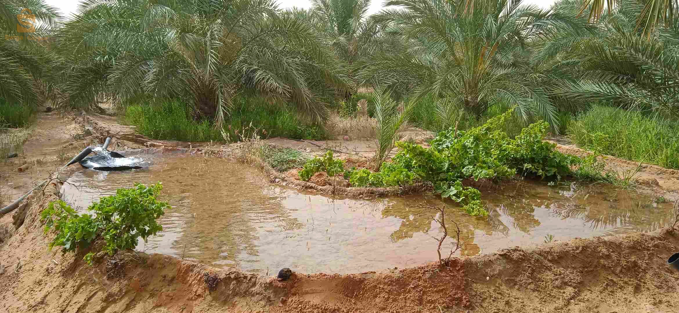 حديقة نخيل
