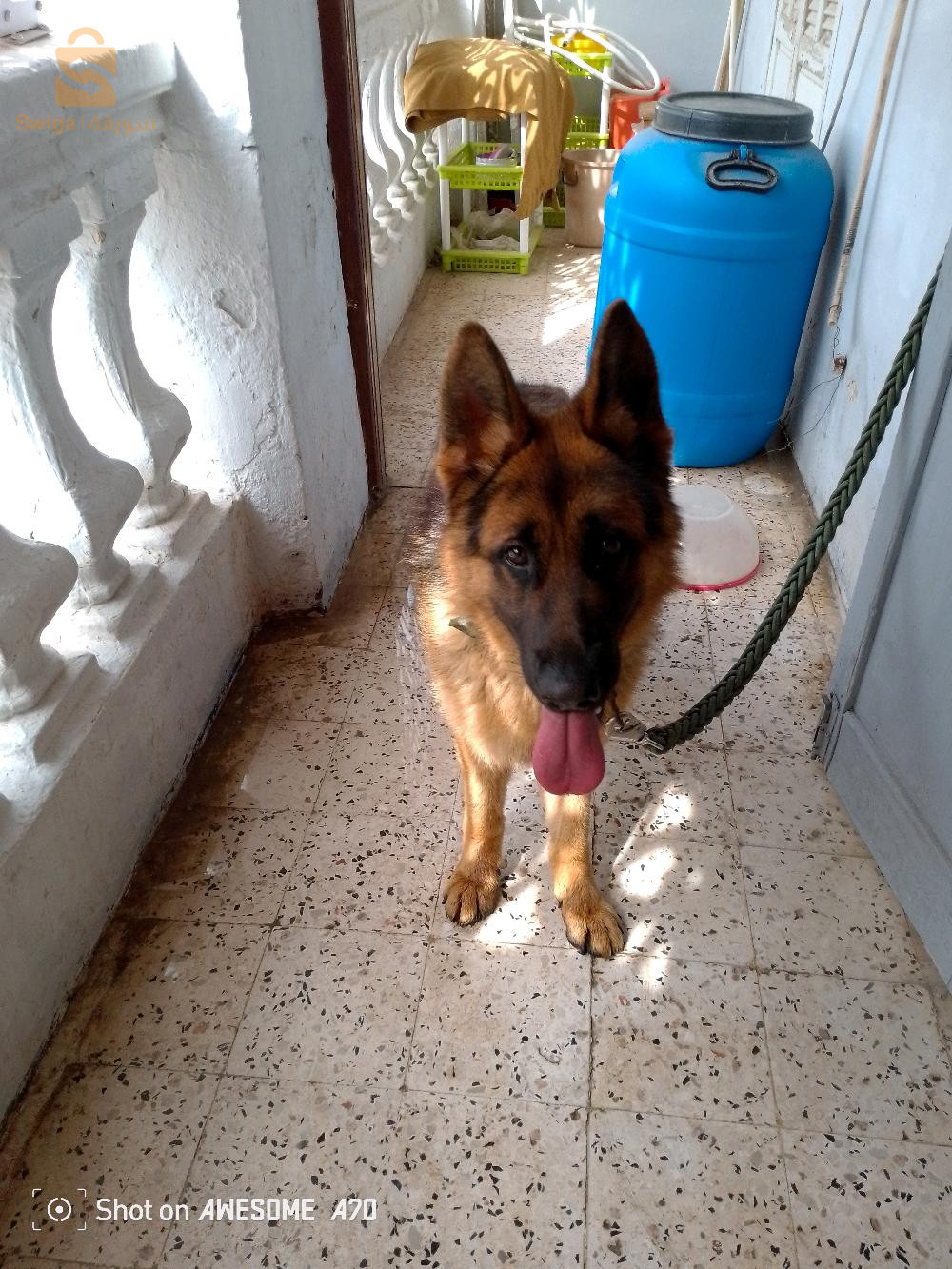 Mâle berger allemand 
Age 12mois 
Avec carte de tatouage et pedigree 
Alger 0778933672