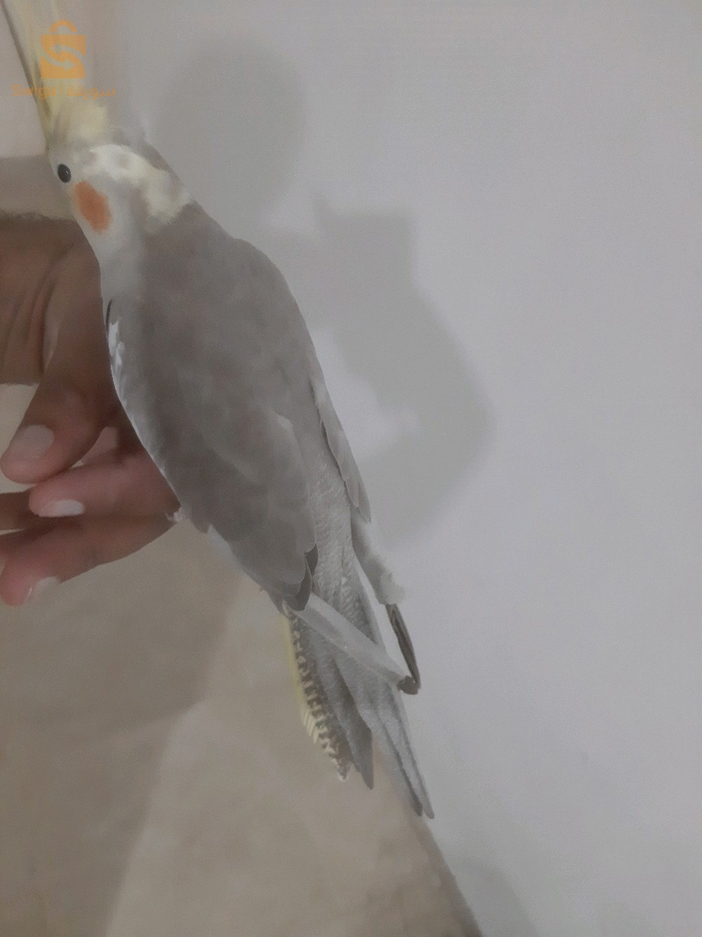 للبيع