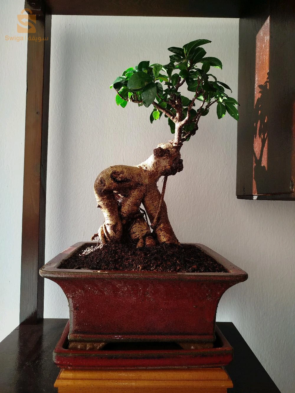 bonsaï ficus ginseng