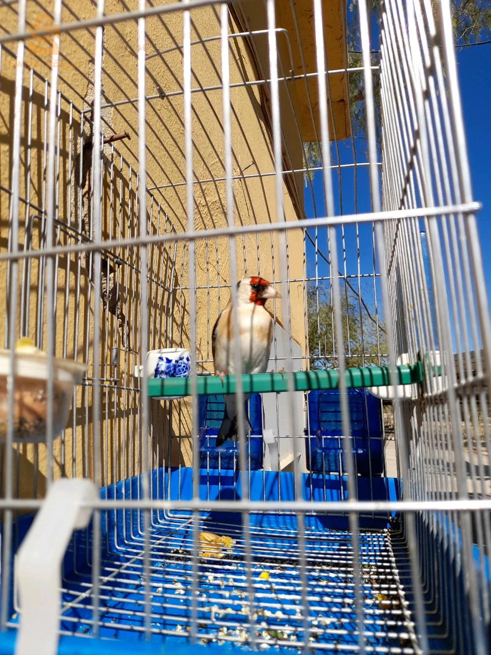 طائر حسون ذكر للبيع