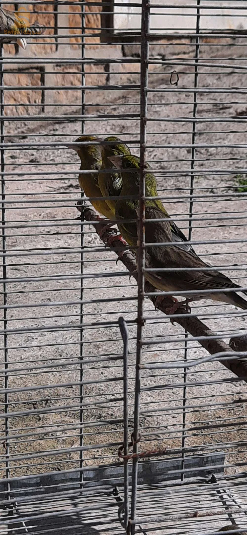 Des oiseaux à vendre