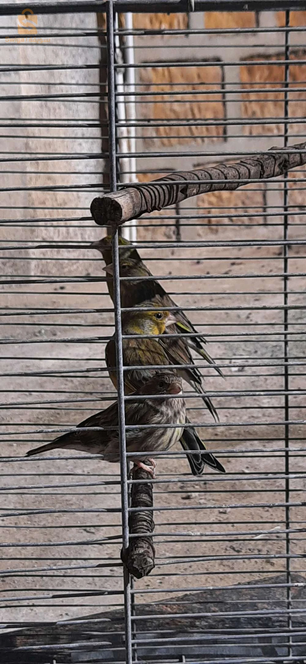 Des oiseaux à vendre