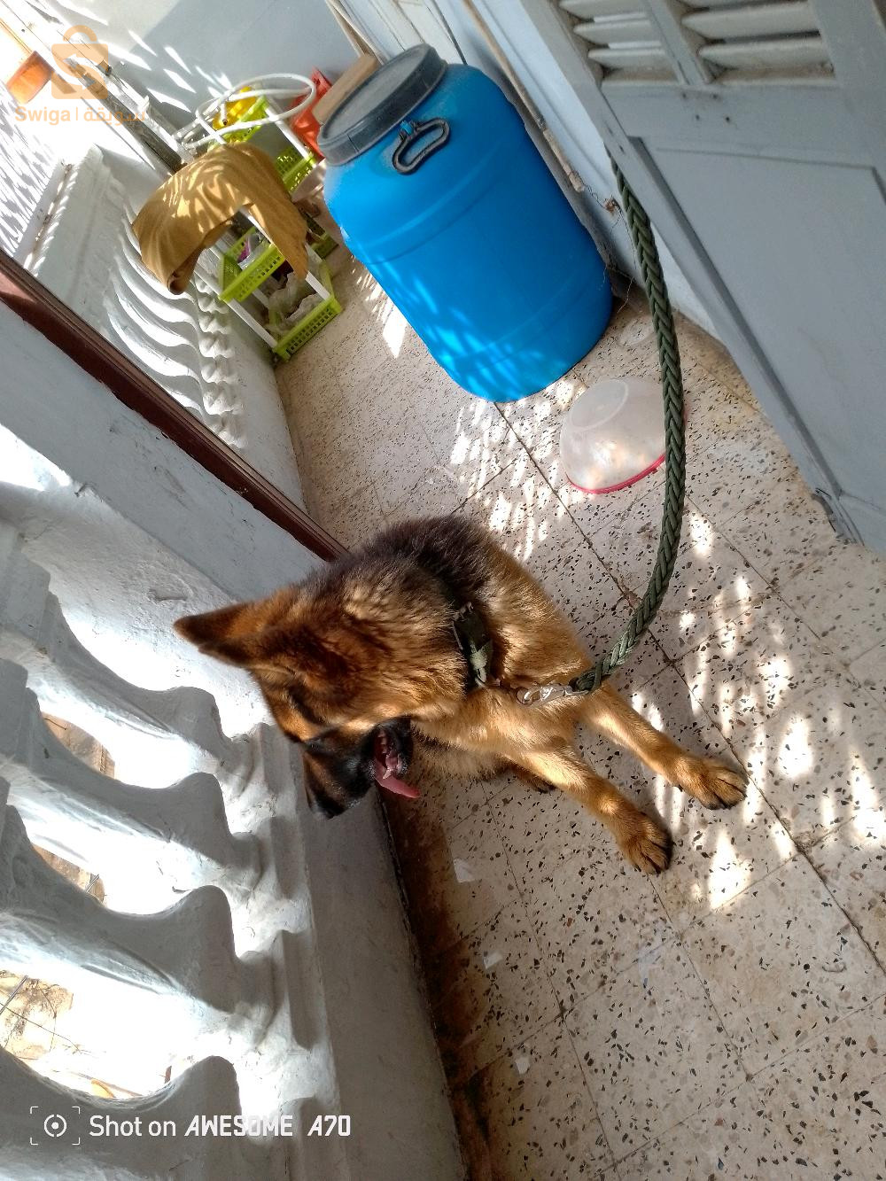 Mâle berger allemand 
Age 12mois 
Avec carte de tatouage et pedigree 
Alger 0778933672