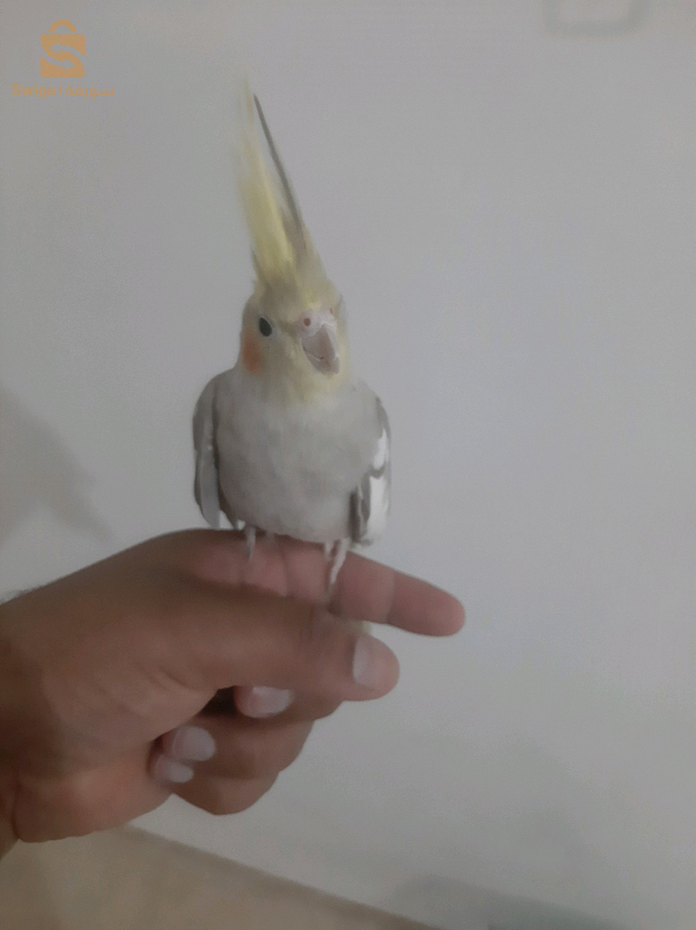 للبيع