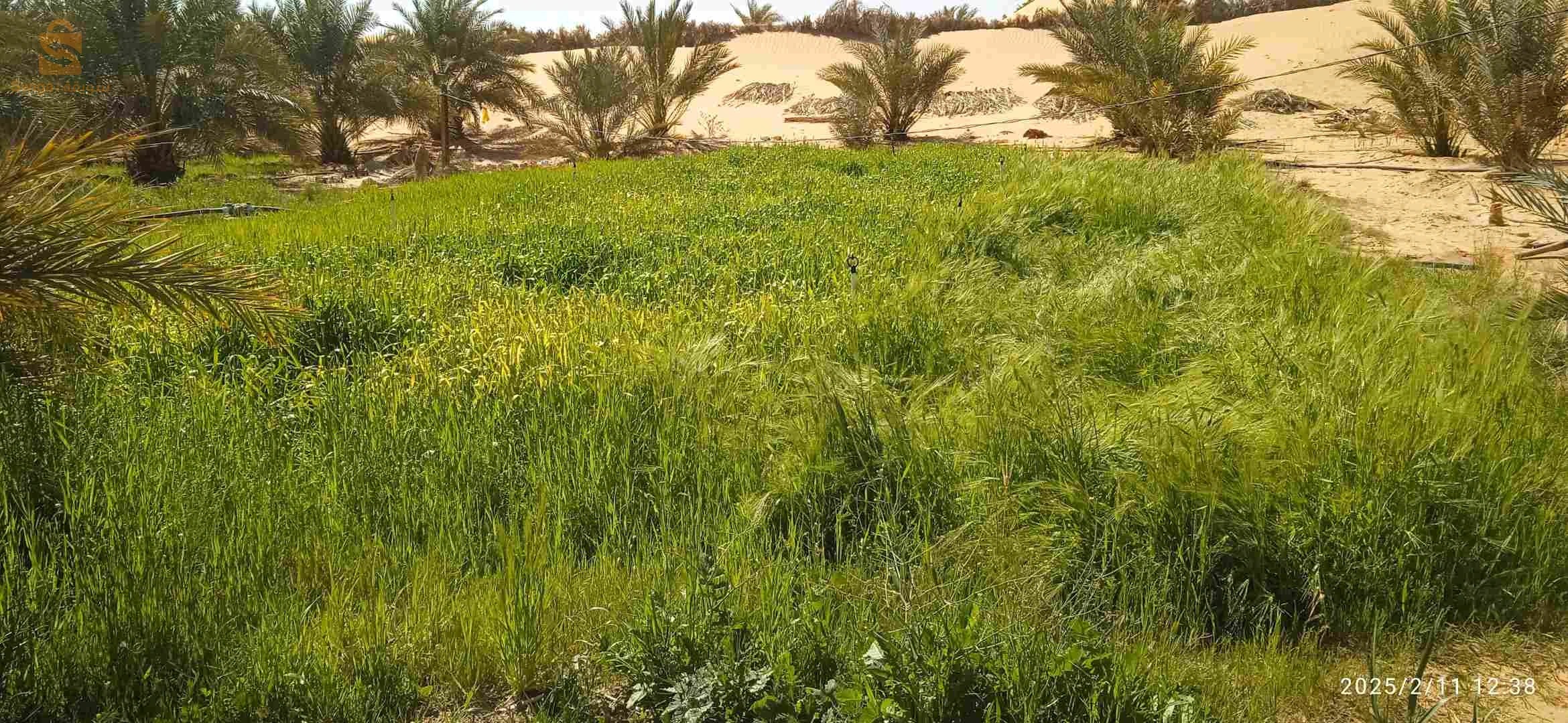 حديقة نخيل