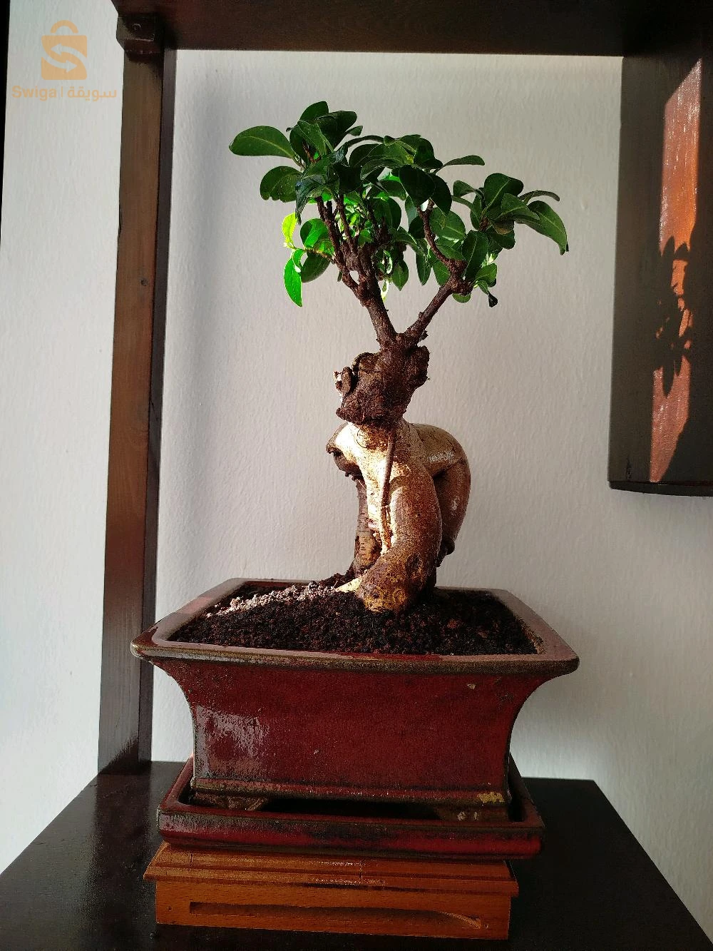 bonsaï ficus ginseng