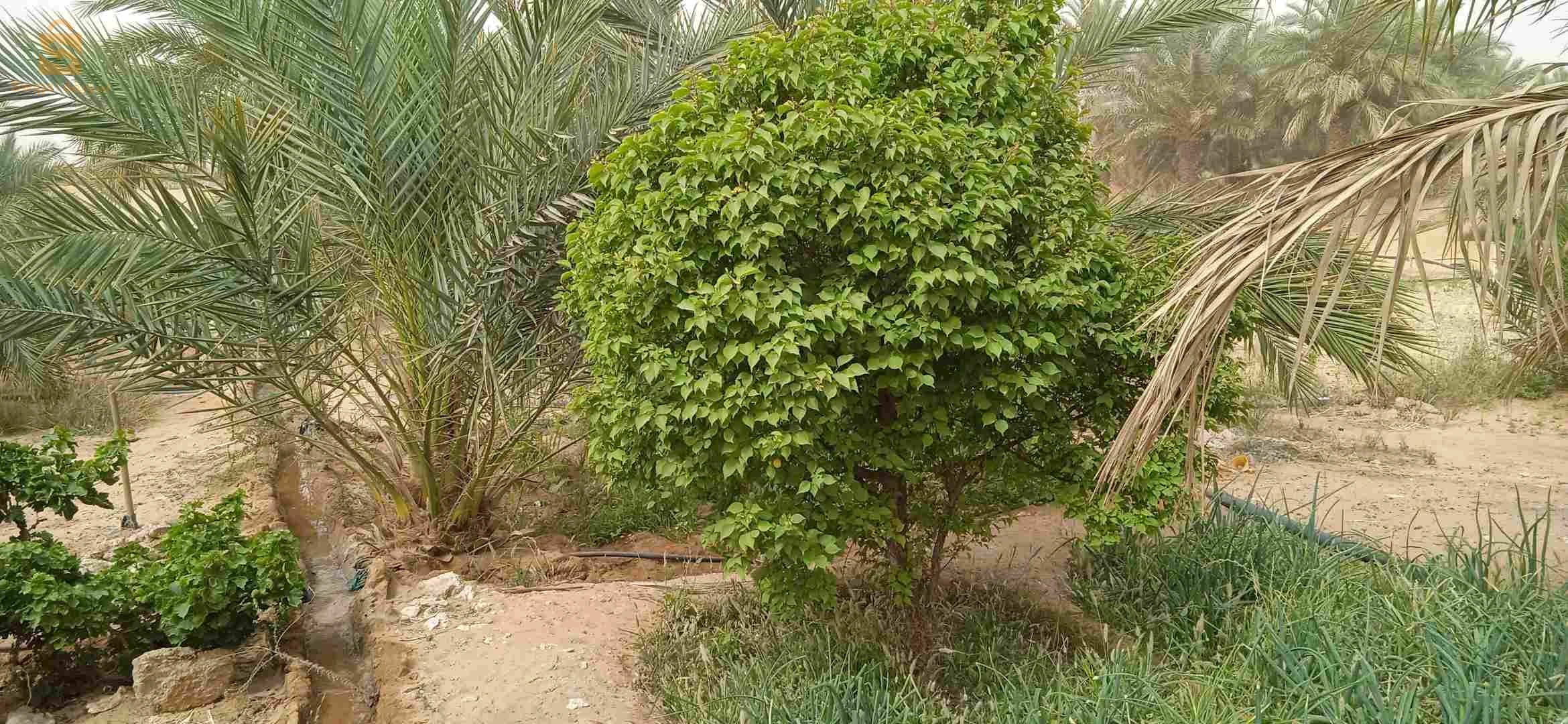 حديقة نخيل