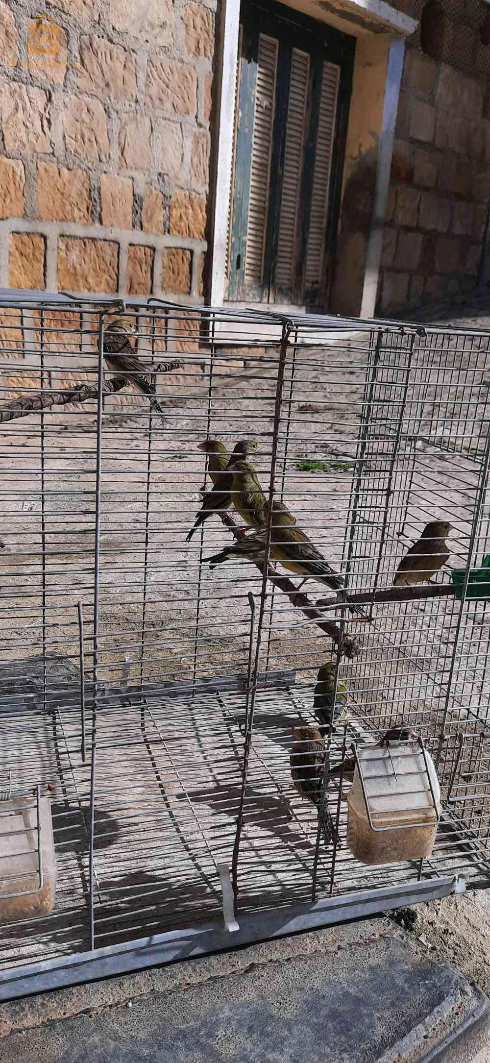 Des oiseaux à vendre