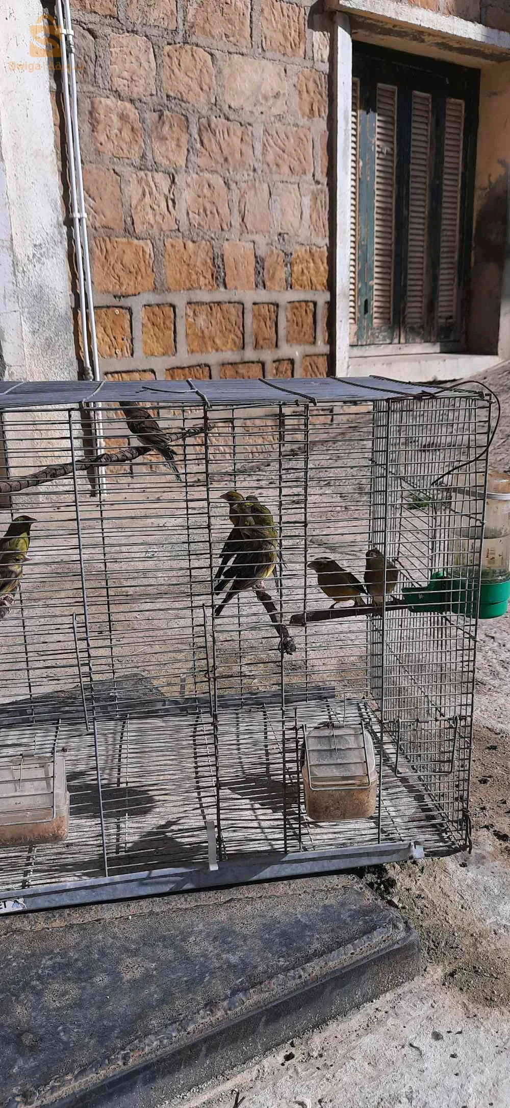 Des oiseaux à vendre
