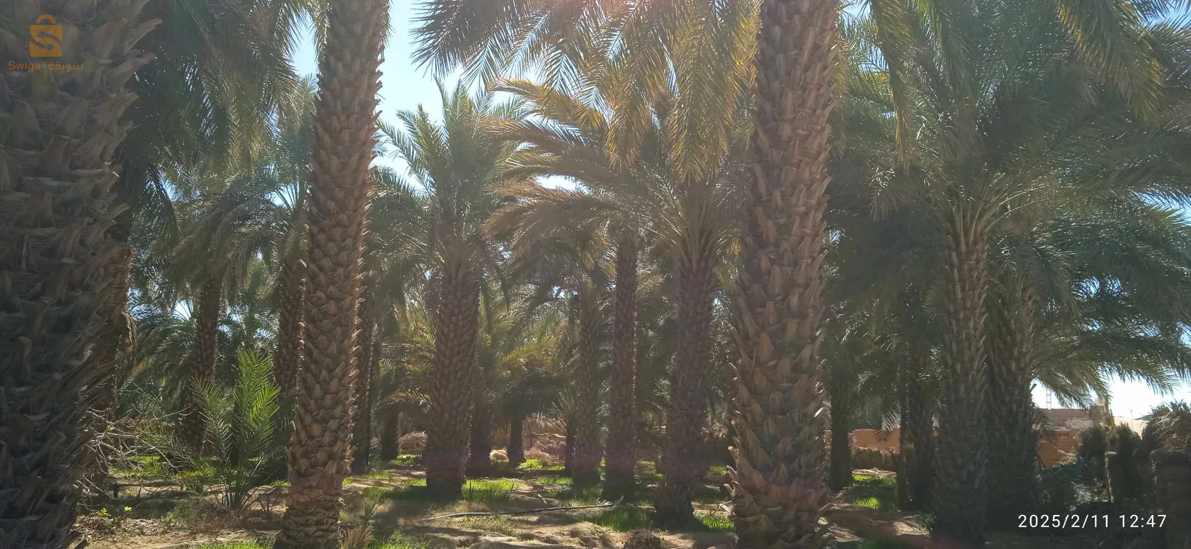 حديقة نخيل