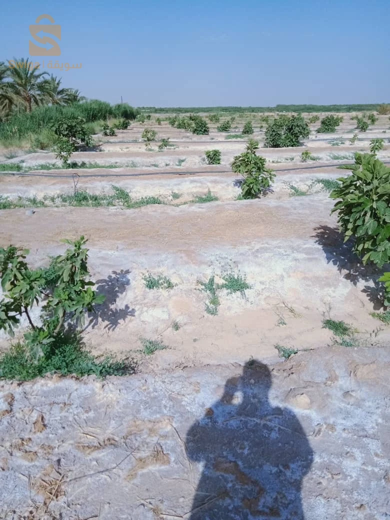 ارض فلاحية بالليوة منطقة الزرقة