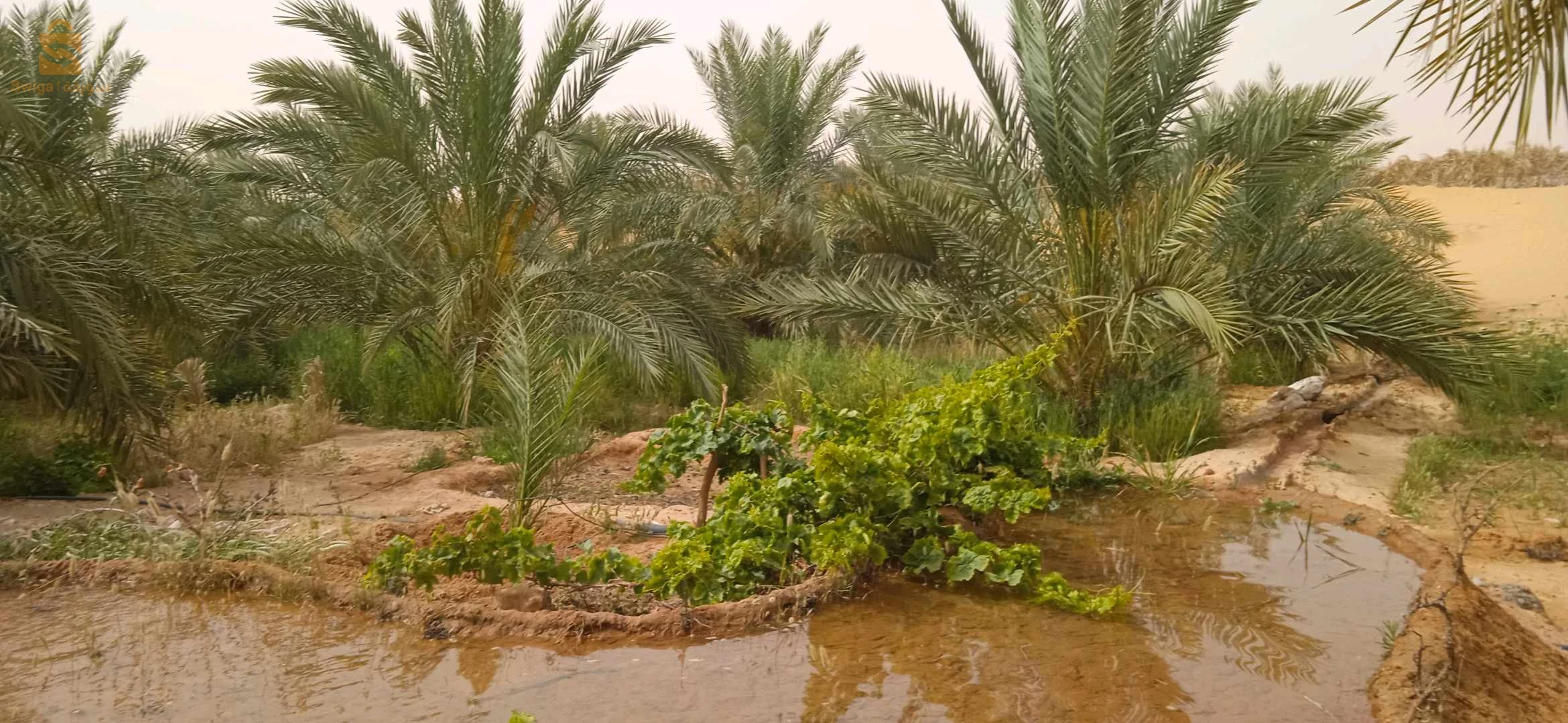 حديقة نخيل