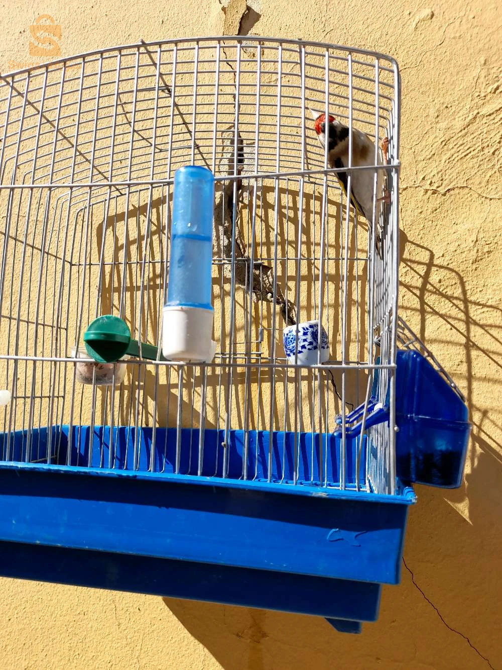 طائر حسون ذكر للبيع