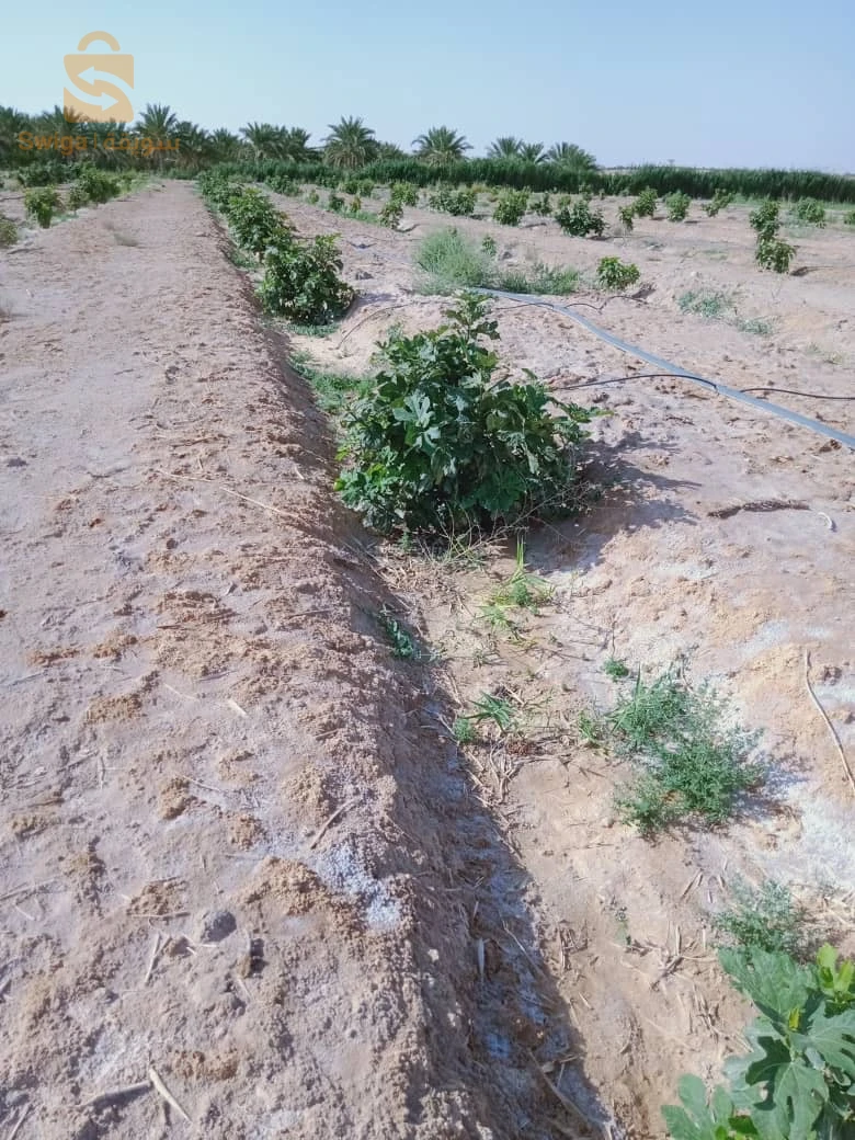 ارض فلاحية بالليوة منطقة الزرقة