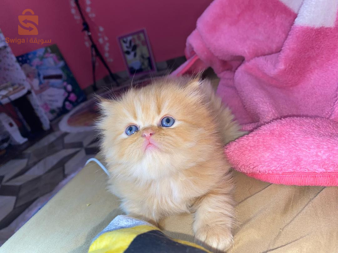 المكان قسنطينة السعر 3 ملاين